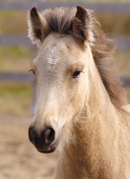 Diva von Heidmoor e.jpg